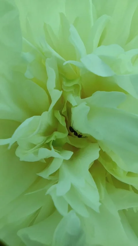 Ants in a flower Stock Footage 260648987