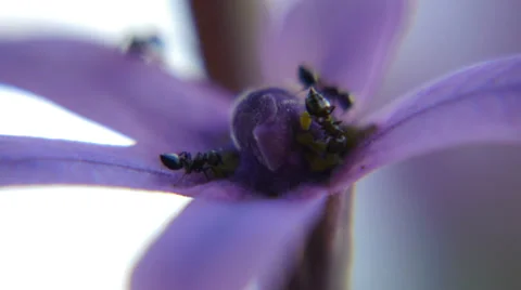 Ants on flower (Macro) I Stock Footage 33699460
