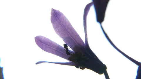 Ants on flower (Macro) II Stock Footage 33699581