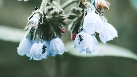 Ants on a flower nice background Stock Footage 76940956