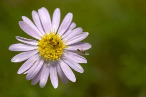 Ants on flower Stock Photos