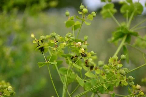 Ants on the flower Stock Photos