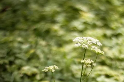 Ants on flower Stock Photos