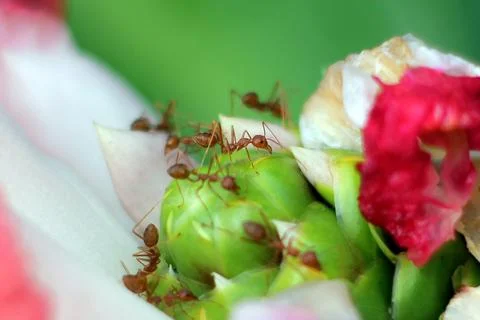 Ants on a flower Stock Photos