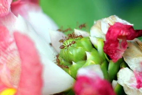 Ants on a flower Stock Photos