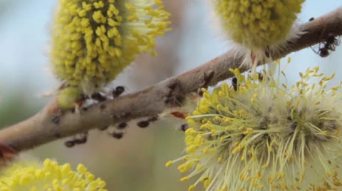 Ants on flowering branch 2 Stock Footage 24739731