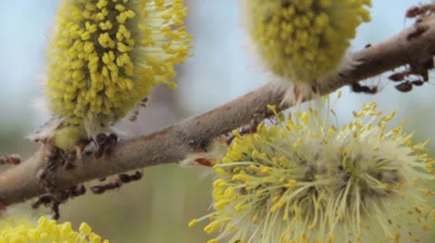 Ants on flowering branch 3 Stock Footage 24739718