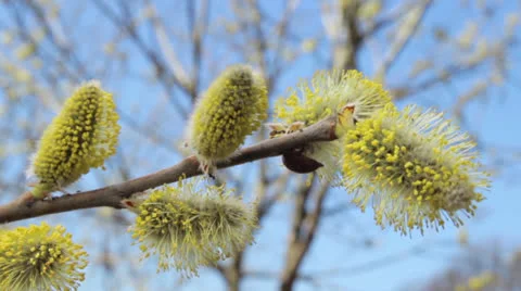 Ants on flowering branch 4 Stock Footage 24739728