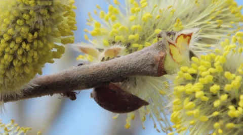 Ants on flowering branch Stock Footage 24739745