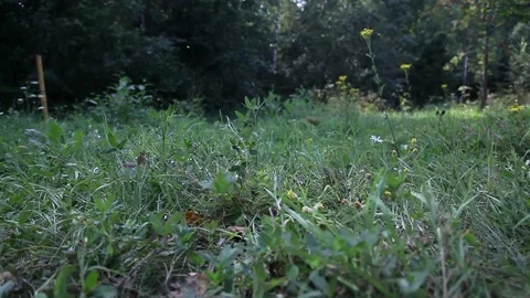 Ants fly from an anthill. Summer, insects, grass, greens Stock Footage 83353052