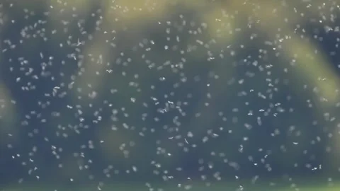 Ants flying ants insect Video stock 273698701