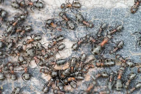 Ants folk Stock Photos