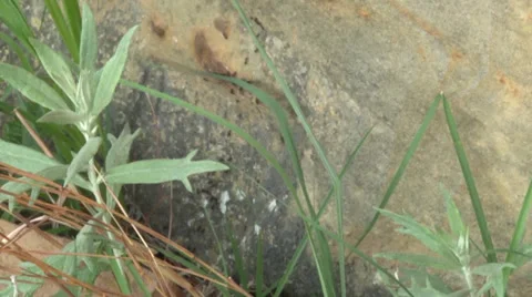 Ants Follow Video stock 36579001