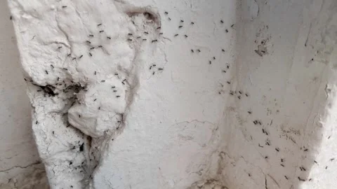 Ants follow one path on a wall showing chemical message behavior. Stock Footage 345236145