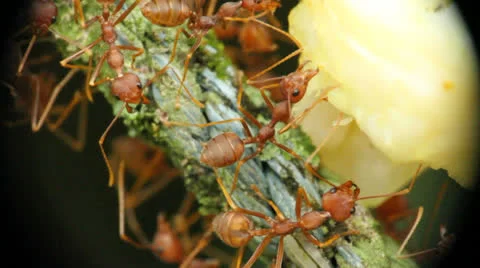 Ants With Food 2 Stock Footage 27162862