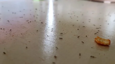 Ants with food Stock Footage 244902243