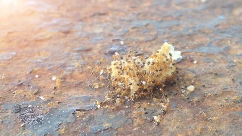 Ants with food in rust table Stock Footage 82739627