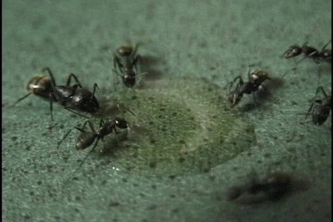 Ants Stock Footage 296786