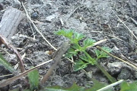 Ants Stock Footage 377306