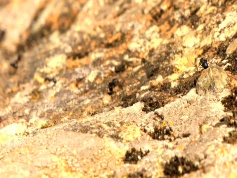 Ants Stock Footage 512608