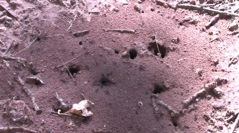 Ants Video stock 530693