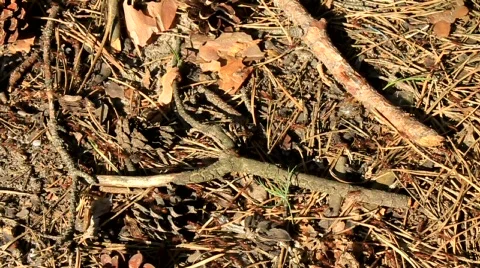 Ants Stock Footage 585826