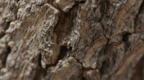 Ants 库存影片 711904