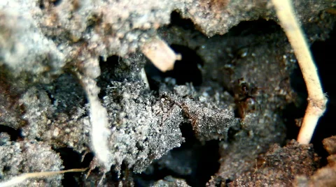 The Ants Stock Footage 755051