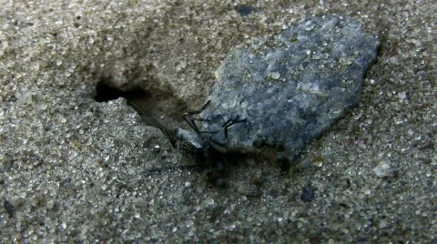 Ants Video stock 783899