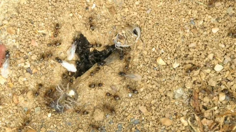 Ants Stock Footage 800006