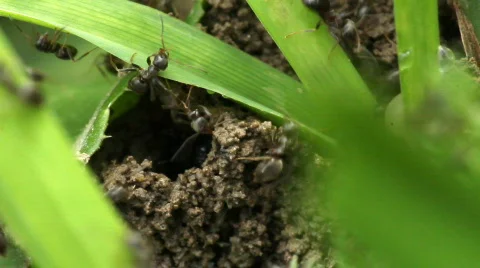Ants Stock Footage 848294