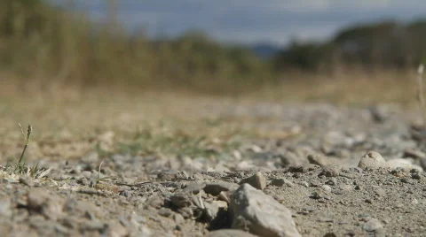 Ants Stock Footage 857472