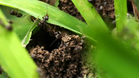 Ants 스톡 동영상 876474