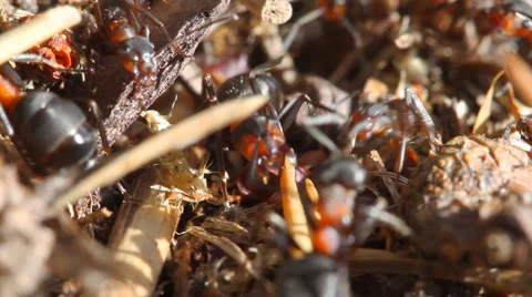 Ants Stock Footage