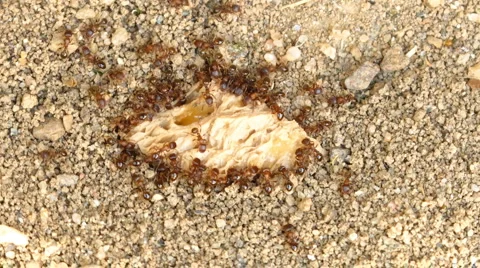 Ants Stock Footage 934492
