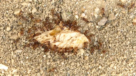 Ants Video stock 935626