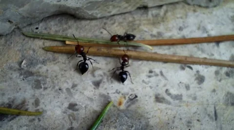 Ants 스톡 동영상 1008489