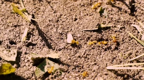 Ants 스톡 동영상 1041593