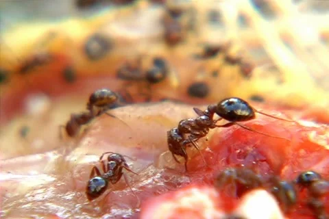 Ants 스톡 동영상 1391742