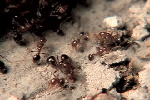 Ants Stock-Footage 1477298