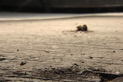Ants Stock-Footage 1478927