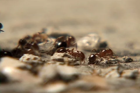 Ants Video stock 1481254