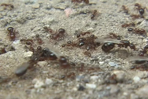 Ants 스톡 동영상 1543935