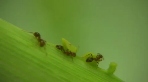 Ants Vídeo Stock 1978168