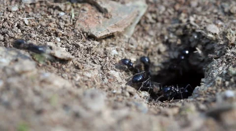 Ants Stock Footage 2884229