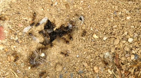 ANTS Stock Footage 3827193