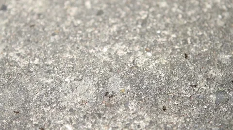 Ants Video stock 4010493