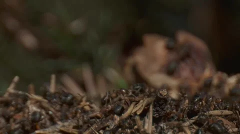 Ants Stock Footage 4720219