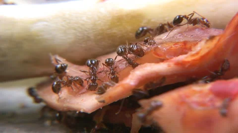Ants 库存影片 5296043