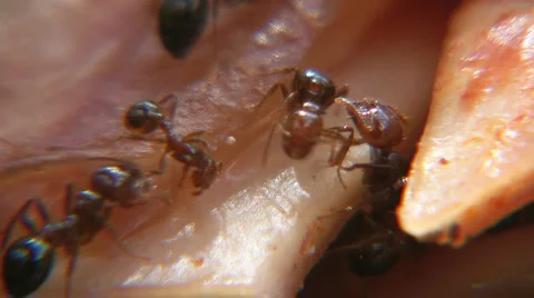 Ants 库存影片 5296116
